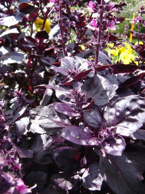 Ocimum basilicum 'Osmin'